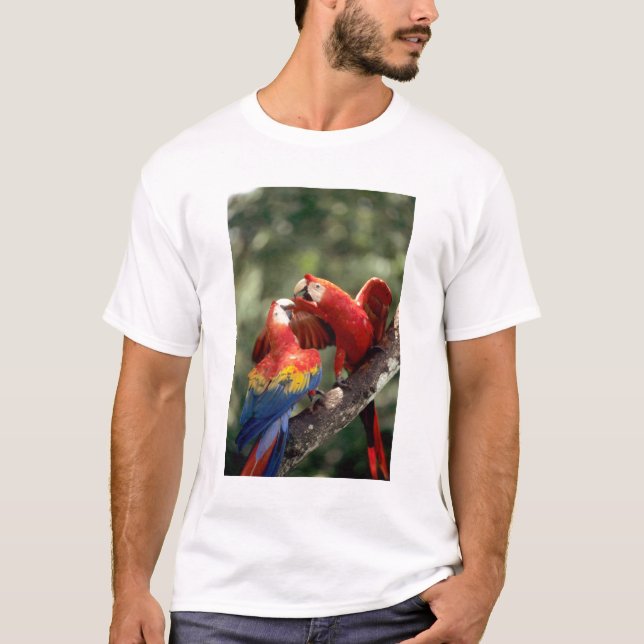 Camiseta Par de Araras-vermelhas (Frente)