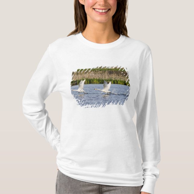 Camiseta Par reprodutor de cisnes da tundra decolando para (Frente)