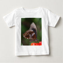 Borboleta Branca e Marrom em Flor Vermelha