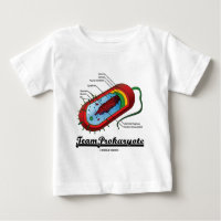 Prokaryote da equipe (bactérias)