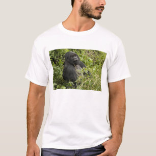 Camiseta Parque Nacional dos Vulcões, Gorila da Montanha