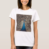 Pavão Azul Antiquado