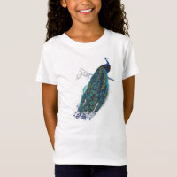 Pavão azul com penas de cauda lindas
