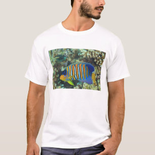 Camiseta Peixe-anjos-regio juvenil Pygoplites