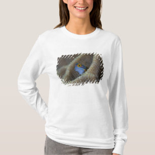 Camiseta peixe Blenny Blenniidae) espreitando a cabeça para
