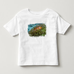 Camiseta Peixe-palhaço-ocidental ( Amphiprion ocellaris )
