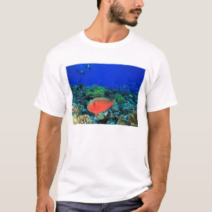 Camiseta Peixe-papagaio Cabeça de Ovelha Scarus