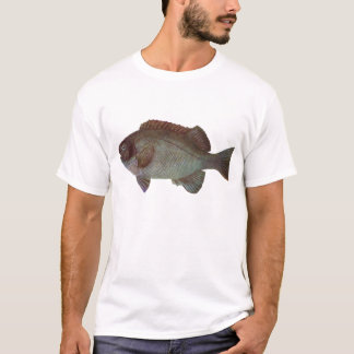 Camiseta Peixe - Peixe-Preto - Girella elevata