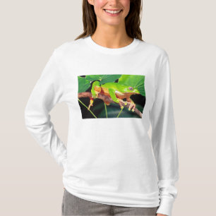 Camiseta Perereca-macaco gigante bicolor, Phyllomedusa