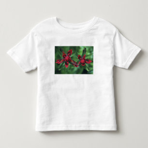 Camiseta Pincel Indiano, Banff NP, Alberta, Canadá 2