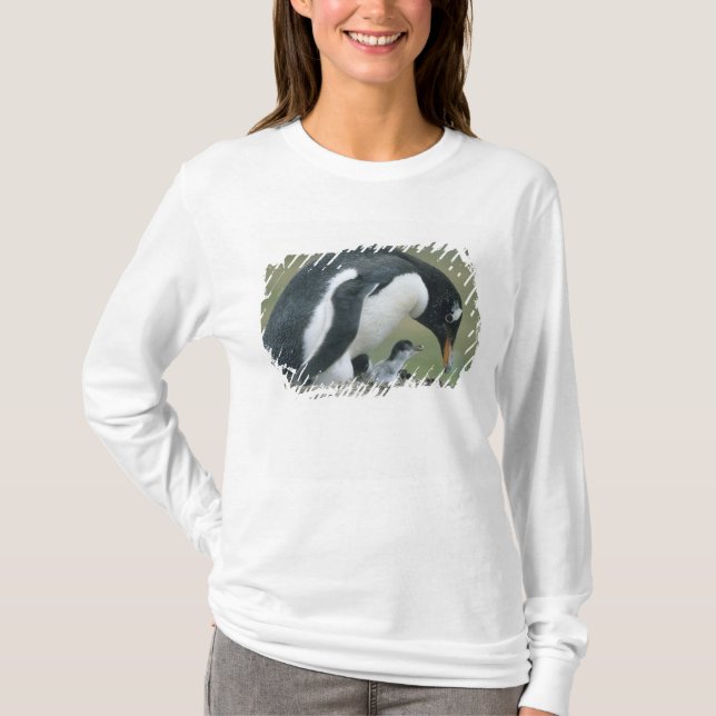 Camiseta Pinguim Gentoo, (Pygoscelis papua), Ilhas Falkland (Frente)