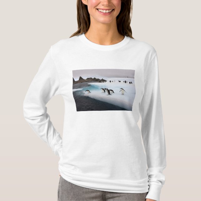 Camiseta Pinguins-de-barbicha (Frente)