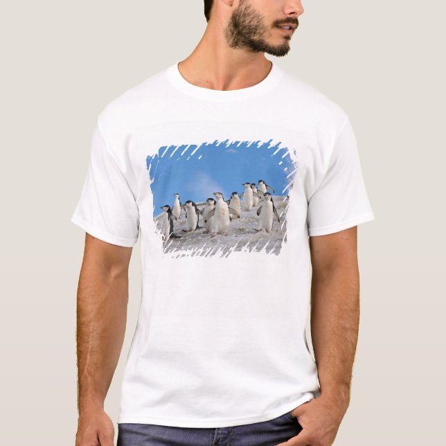 Camiseta Pinguins-de-barbicha | Pygoscelis Antarctica (Frente)