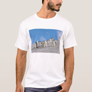 Camiseta pinguins do chinstrap, Pygoscelis a Antártica,