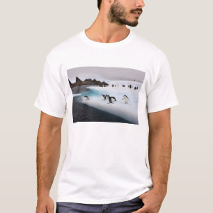 Camiseta pinguins do chinstrap, Pygoscelis a Antártica, 2