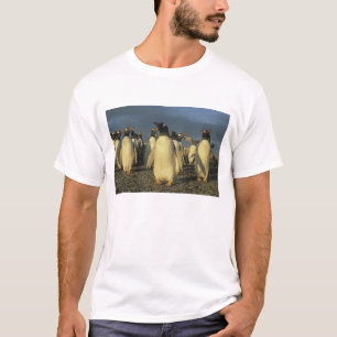 Camiseta Pinguins-gentoo, (Pygoscelis papua), Ilhas Malvina