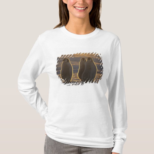 Camiseta Pinguins-imperadores (Frente)
