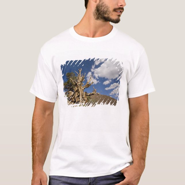 Camiseta Pinheiro Bristlecone na Floresta Antiga Bristlecon (Frente)