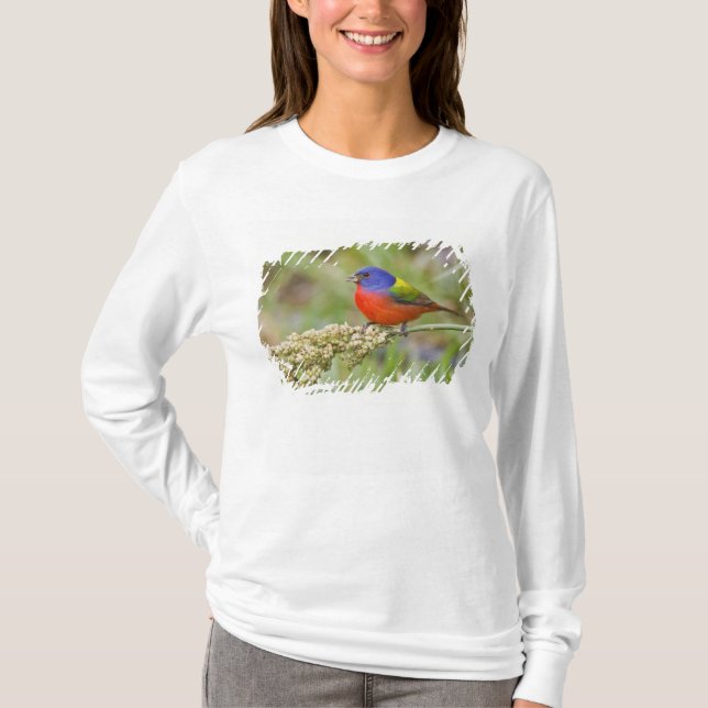Camiseta Pintassilgo (Passerina ciris) macho se alimentando (Frente)