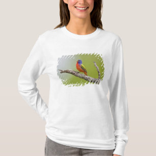 Camiseta Pintassilgo-pintado (Passerina ciris) macho cantan