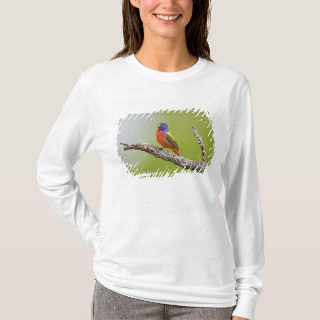 Camiseta Pintassilgo-pintado (Passerina ciris) macho cantan (Frente)
