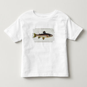 Camiseta Placa XXIII da truta de Brown (Salmo Iasustris)