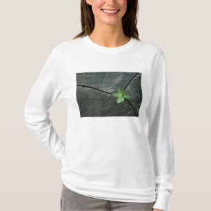 Camiseta Planta que cresce em Boulder rachado