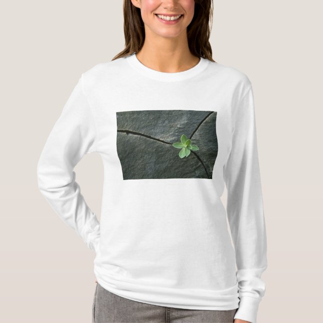 Camiseta Planta que cresce em Boulder rachado (Frente)