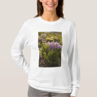 plantas do deserto de Chihuahuan em flor
