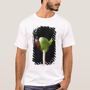 Camiseta Plântulas de Apple com escudo da semente