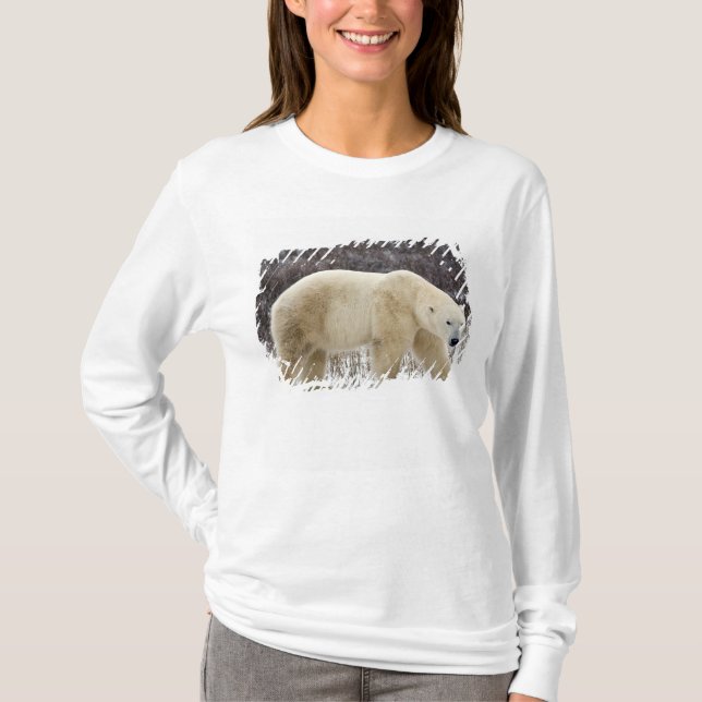 Camiseta Polar Ursus maritimus) em Churchill (Frente)