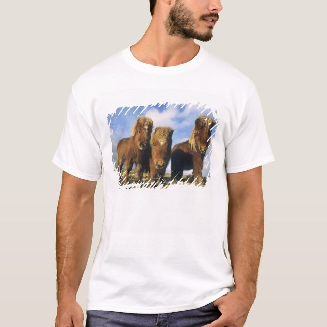 Camiseta Pônei Shetland, ilhas Shetland continental, (Frente)