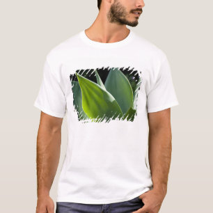 Camiseta Portugal, Ilha da Madeira, Funchal. Botânica