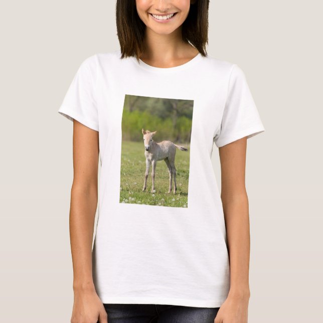 Camiseta Potro do cavalo de Przewalski, Hungria (Frente)