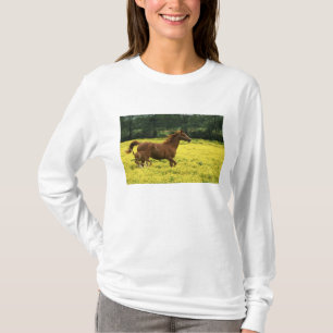 Camiseta Potro e égua árabes correndo através