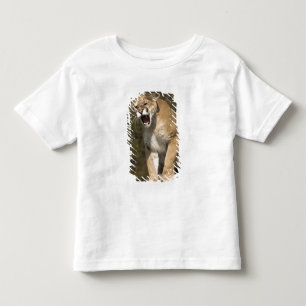 Camiseta Puma ou leão-da-montanha, puma concolor, Cativeiro