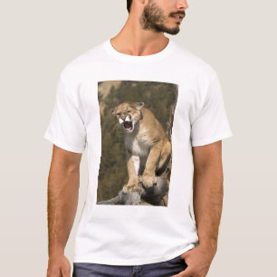 Camiseta Puma ou leão-da-montanha, puma concolor, Cativo -