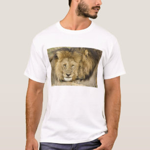 Camiseta Quênia, Masai Mara. Dois leões descansando frente