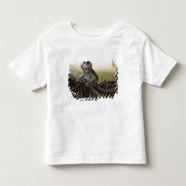 Camiseta Quênia, Reserva de Jogo Samburu. Macaco Vervet (Frente)