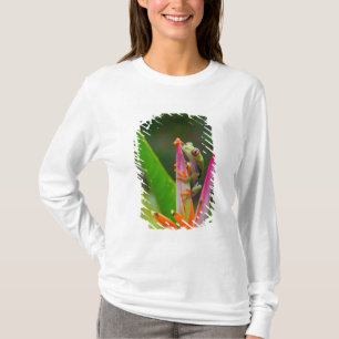 Camiseta Rã-arbórea-de-olho-vermelho, Costa Rica
