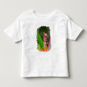 Camiseta Rã-arbórea-de-olho-vermelho, Costa Rica
