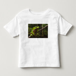 Camiseta Rã-folha-gigante (Phyllomedusa bicolor)