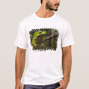 Camiseta Rã folha gigante Phyllomedusa bicolor)