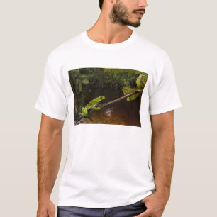 Camiseta rã-folha-gigante (Phyllomedusa bicolor) 2
