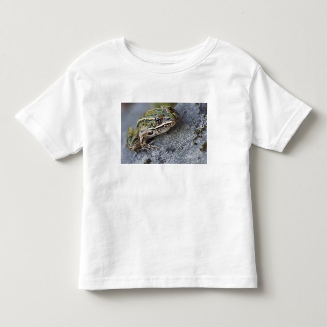 Camiseta Rã-leopardo-do-norte, Ilha Transparente, (Frente)