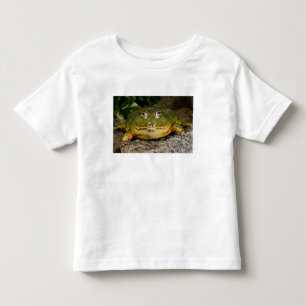 Camiseta Rã-Touro-Africana, Pyxicephalus