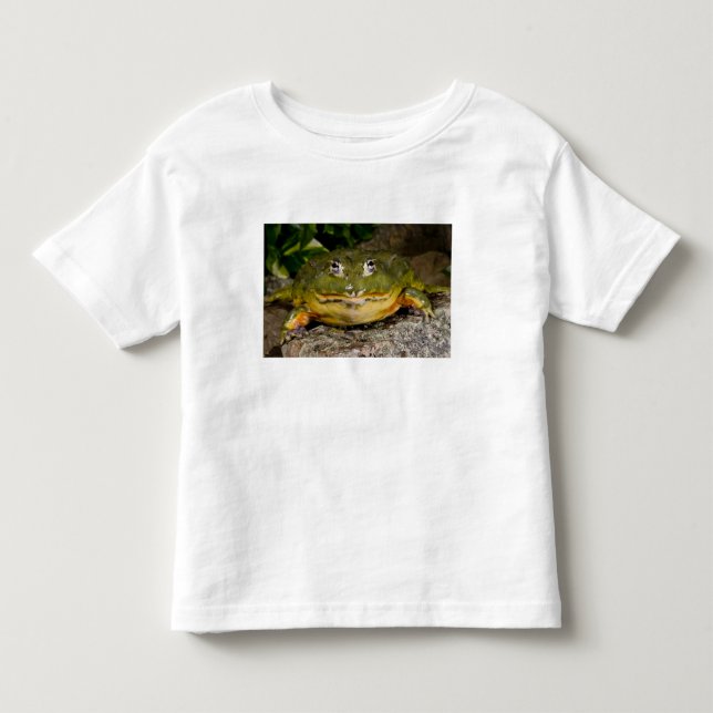 Camiseta Rã-Touro-Africana, Pyxicephalus (Frente)