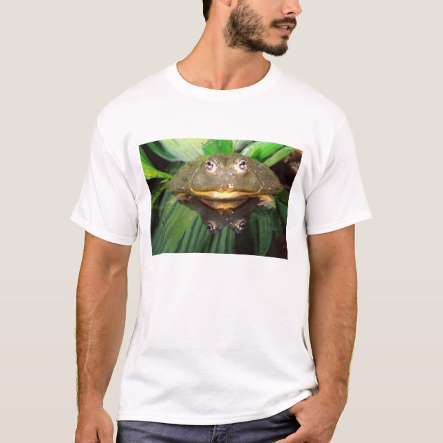 Camiseta Rã-Touro-Africana, Pyxicephalus 2 (Frente)