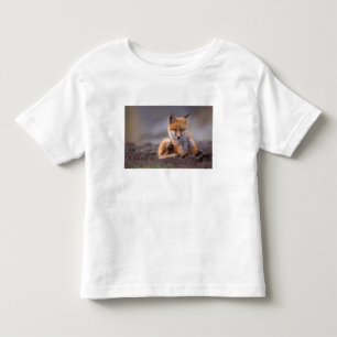 Camiseta raposa-vermelha, Vulpes vulpes, filhote coçando-se