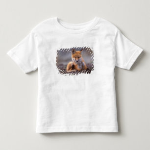 Camiseta raposa vermelha, Vulpes vulpes, filhote se coçando